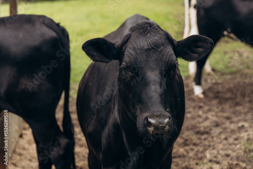 Black and white dairy cow standing in a grassy field, surrounded by other cattle, showcasing the serene rural environment and the essence of farm life and livestock farming practices