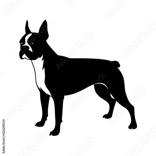 Stylized black and white illustration of a Boston Terrier standing confidently