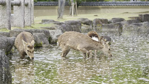 A group of deer wade through a tranquil pond, enjoying the water while cherry blossom petals float around them, creating a peaceful and picturesque environment. Nara Park, Japan