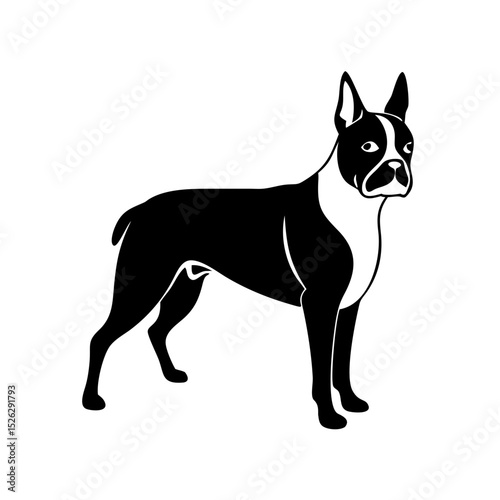 Boston Terrier standing proudly in a minimalist style with a black and white color scheme