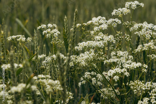 Close-up view of delicate white wildflowers surrounded by lush green grass and wheat stalks, creating a serene natural landscape that highlights the beauty of flora in a tranquil environment