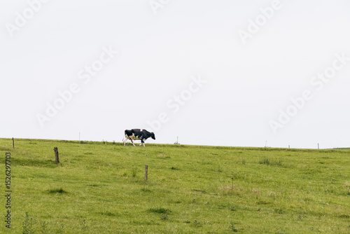 Black and white dairy cow grazing on lush green pasture, walking peacefully across the hillside under a bright sky, showcasing serene rural landscape and natural farming environment