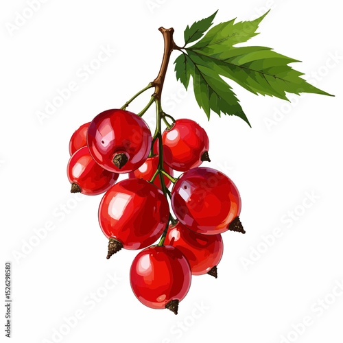 Ripe redcurrant berries hanging from a branch with green leaves  
