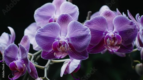 Purple Orchid Elegance: Delicate Bloom Close-Up