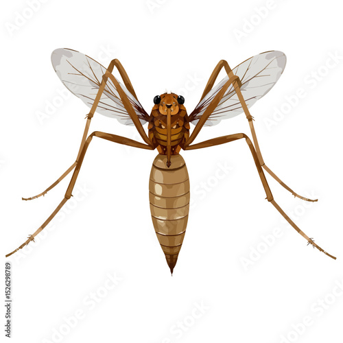 Detailed illustration of a mosquito on a white background  