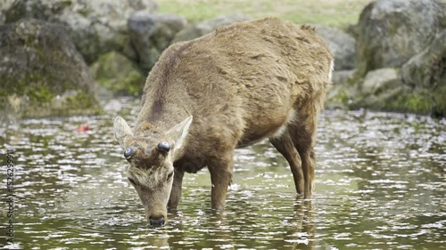 A young deer stands at the edge of a calm pond, drinking water amid rocks and scattered petals. This peaceful moment captures nature's beauty and wildlife in harmony during daylight. Nara Park, Japan