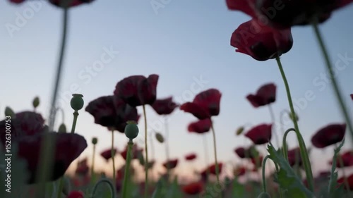 Crimson Poppies at Dusk - Field of Flowers