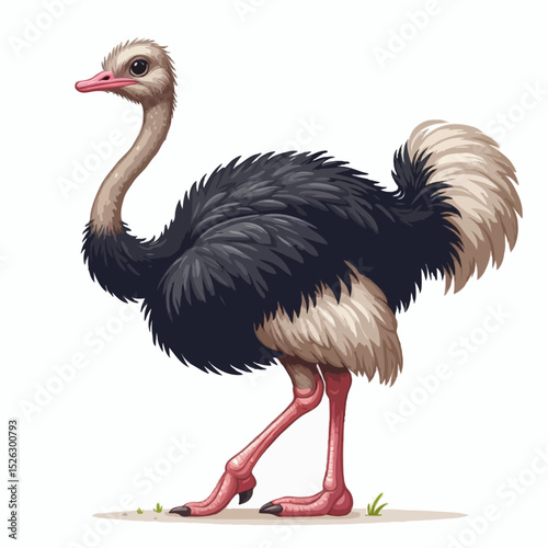 Isolated on a white background, a cartoon ostrich illustration depicts the wild bird