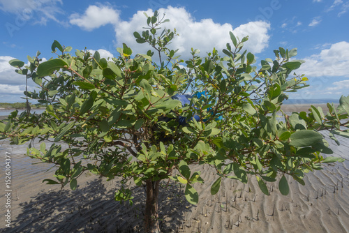 Blue plastic jerry cans for fish storage, kept by fishermen on mangrove branches under a bright blue sky
