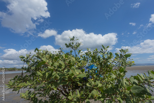 Blue plastic jerry cans for fish storage, kept by fishermen on mangrove branches under a bright blue sky