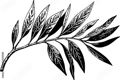 Olive branch. Vector engraving style illustration