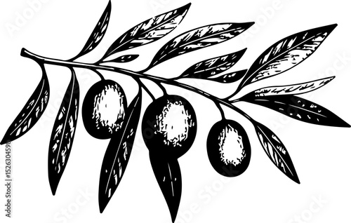 Olive branch. Vector engraving style illustration