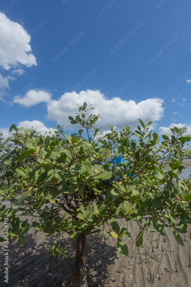 Fototapeta premium Blue plastic jerry cans for fish storage, kept by fishermen on mangrove branches under a bright blue sky