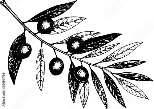 Olive branch. Vector engraving style illustration