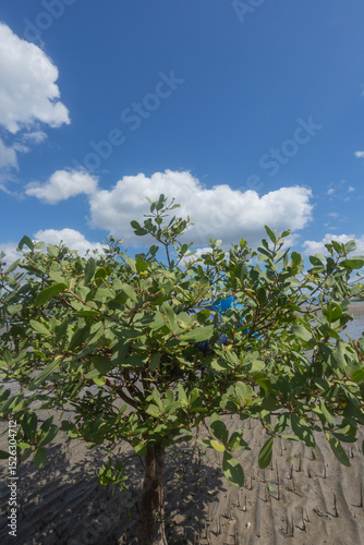 Blue plastic jerry cans for fish storage, kept by fishermen on mangrove branches under a bright blue sky