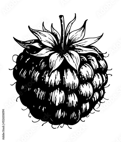 Raspberry. Vector engraving style illustration