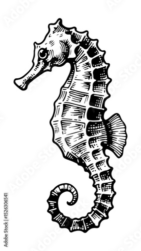 Seahorse. Vector engraving style illustration