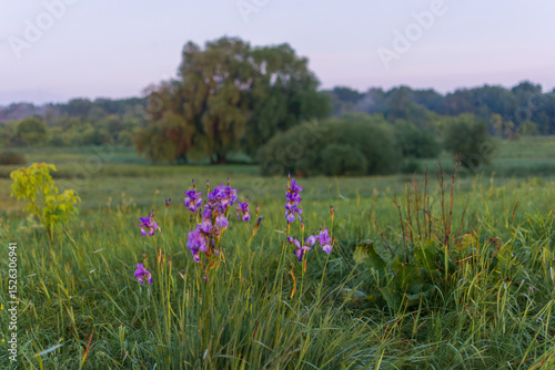 Fototapeta Naklejka Na Ścianę i Meble -  blue irises on the water meadows