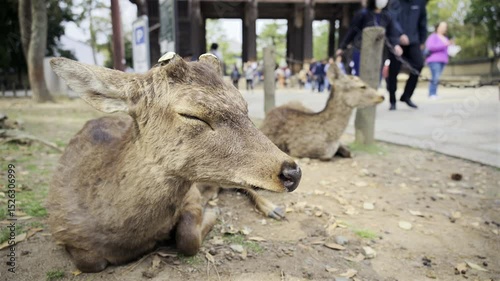 Two deer are lying on the ground in a park as people walk by, enjoying the serene atmosphere.