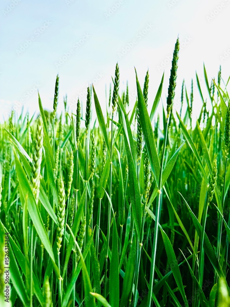 Fototapeta premium Green ears of wheat on the field, wheat