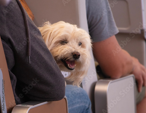 dog in the hands of its owner. The concept of traveling with a pet on a plane, on a ship. Vacation with a pet on vacation. pets on board. High quality photo