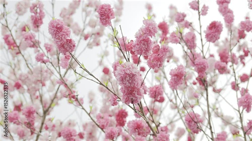 Springtime brings a stunning display of pink cherry blossoms. These delicate flowers embrace nature's beauty. Nara Park, Japan