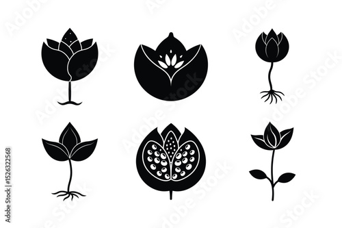 Lotus Seed Germination Process – Growth Stages from Seed to Sprout