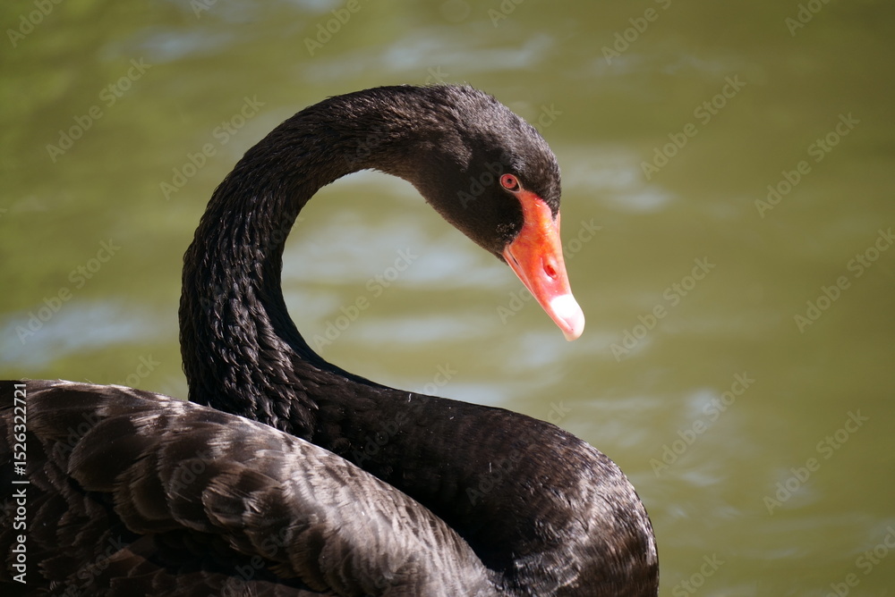 Naklejka premium Black Swan