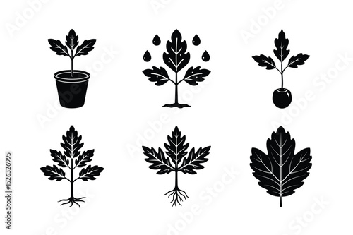 Northern Red Oak Seedlings in Natural Soil – Young Tree Saplings