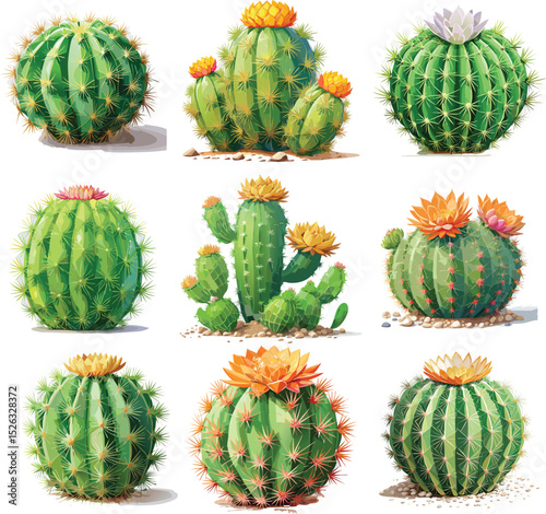 Ferocactus Cactus Set Vector – Barrel-Shaped Succulent with Prominent Spines Illustration