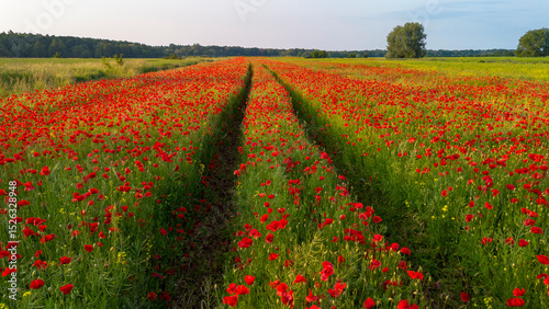 Field of red poppies