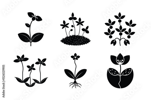 Orchid Seed Germination Process – Botanical Growth Concept