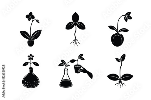 Orchid Seed Germination Process – Botanical Growth Concept