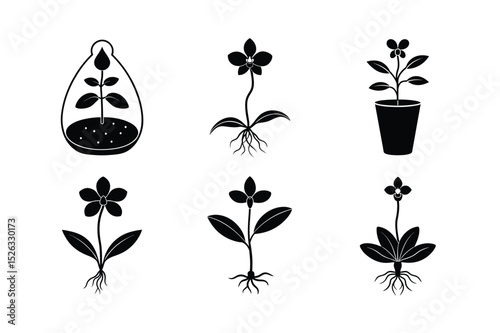Orchid Seed Germination Process – Botanical Growth Concept