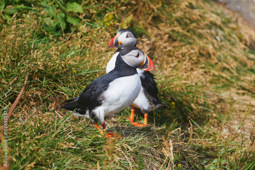 Fototapeta premium Atlantic Puffins birds or common puffins in nature background at Dirholaey in Iceland. Iceland and Norway most popular birds.