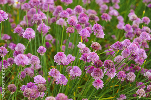 Close up image of blooming chive, allium schoenoprasum flower on vivid purple petals and green stems background. Gardening, nature, or herbal plants, landscape design, decorative plant for flowerbed.
