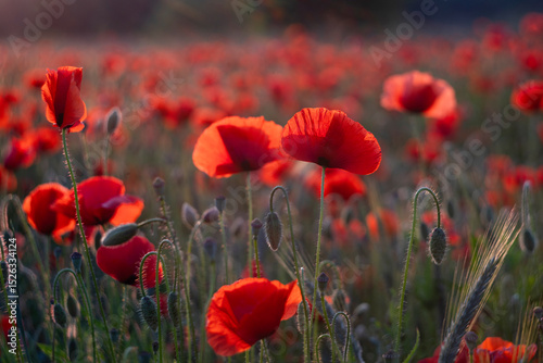 Field of red poppies