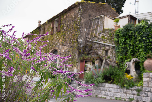 Fototapeta Naklejka Na Ścianę i Meble -  Old town, stone building, Chinese wisteria growing on stone walls and blooming profusely with purple flowers. View of the old town of Vence in France