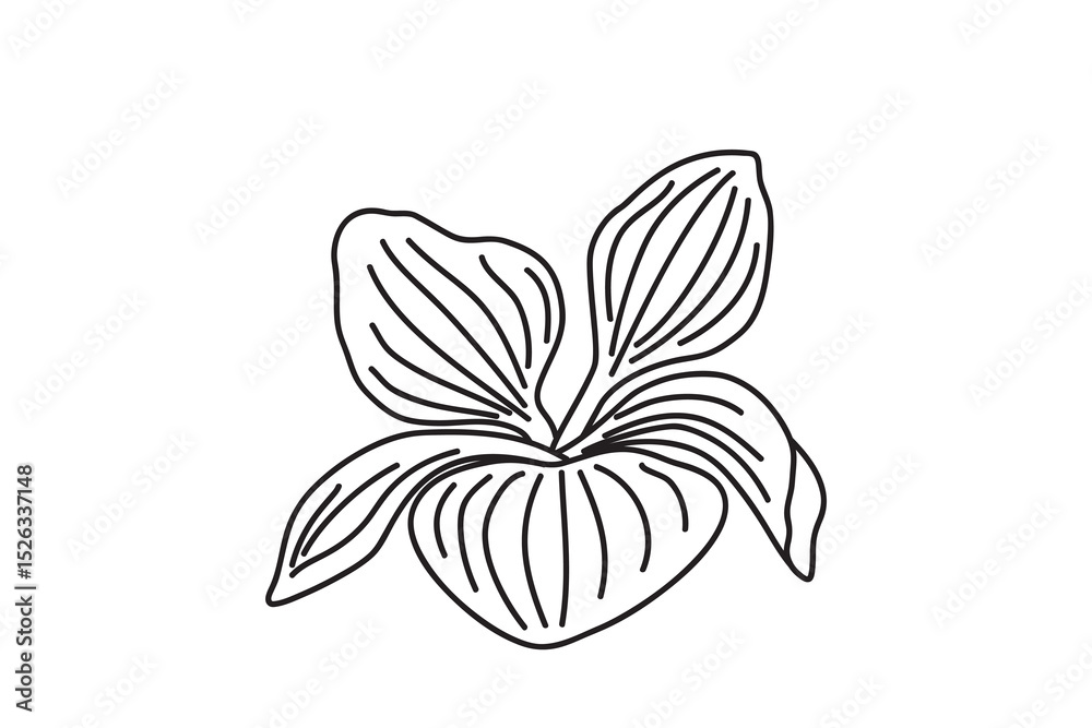 Fototapeta premium Line art botanical leaves isolated on white background. Hand drawn outline foliages plant vector illustration. Graphic design element for Birthday Wedding Greeting Card Flyer Poster Invitation Print