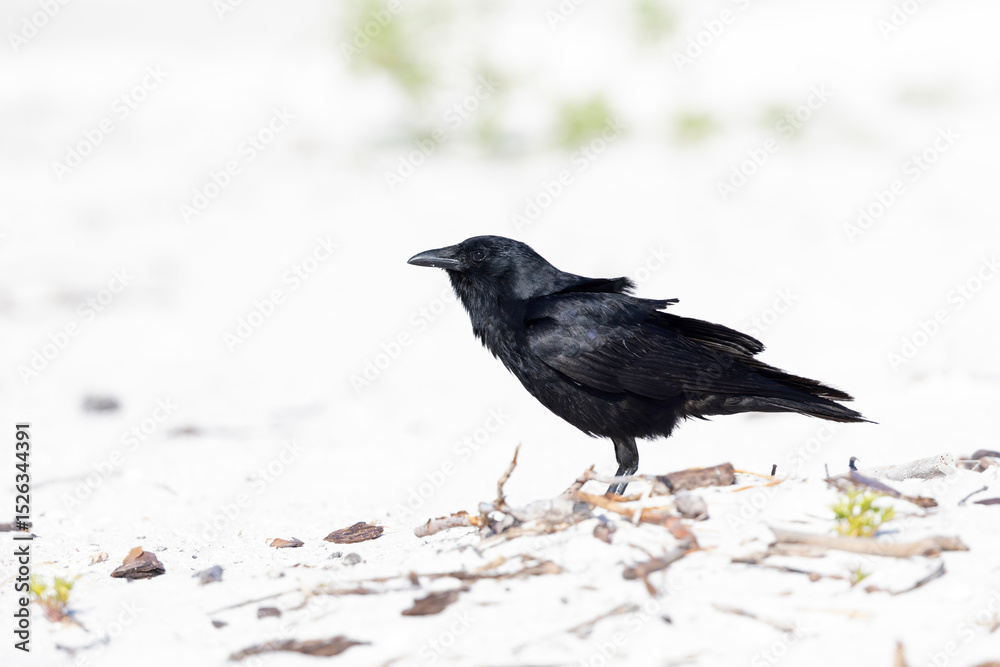 Fototapeta premium fish crow (Corvus ossifragus)