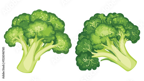 Fresh Broccoli Vegetable Vector Isolated Illustration for Healthy Eating Concepts