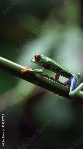 grasshopper on a leaf