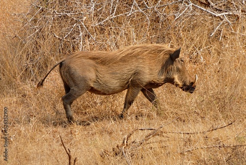 The warthog takes you to the savannah