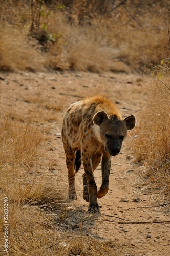 Sweet hyena where do you want to go?