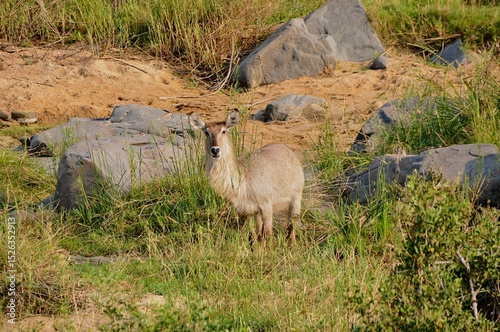 Chewing Waterbuck in South Africa