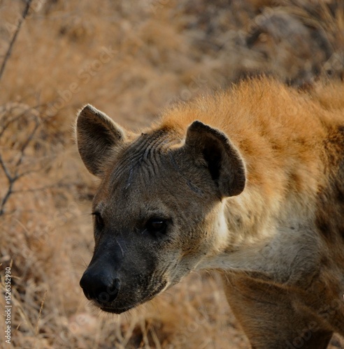 The hyena is thinking about what to eat today