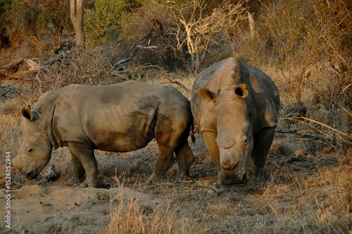 White rhino - Baby and mom