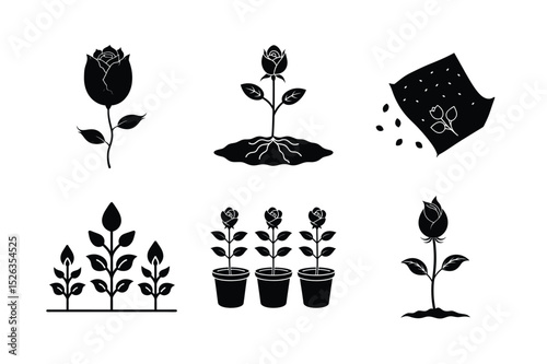 Rose Seed Germination Process with Healthy Seedlings Growing