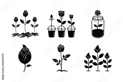 Rose Seed Germination Process with Healthy Seedlings Growing