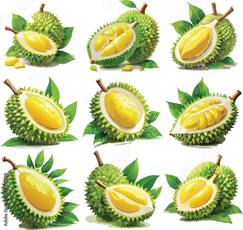 Durian Vector Set – Whole, Cut, and Peeled Tropical Fruit Illustration Collection